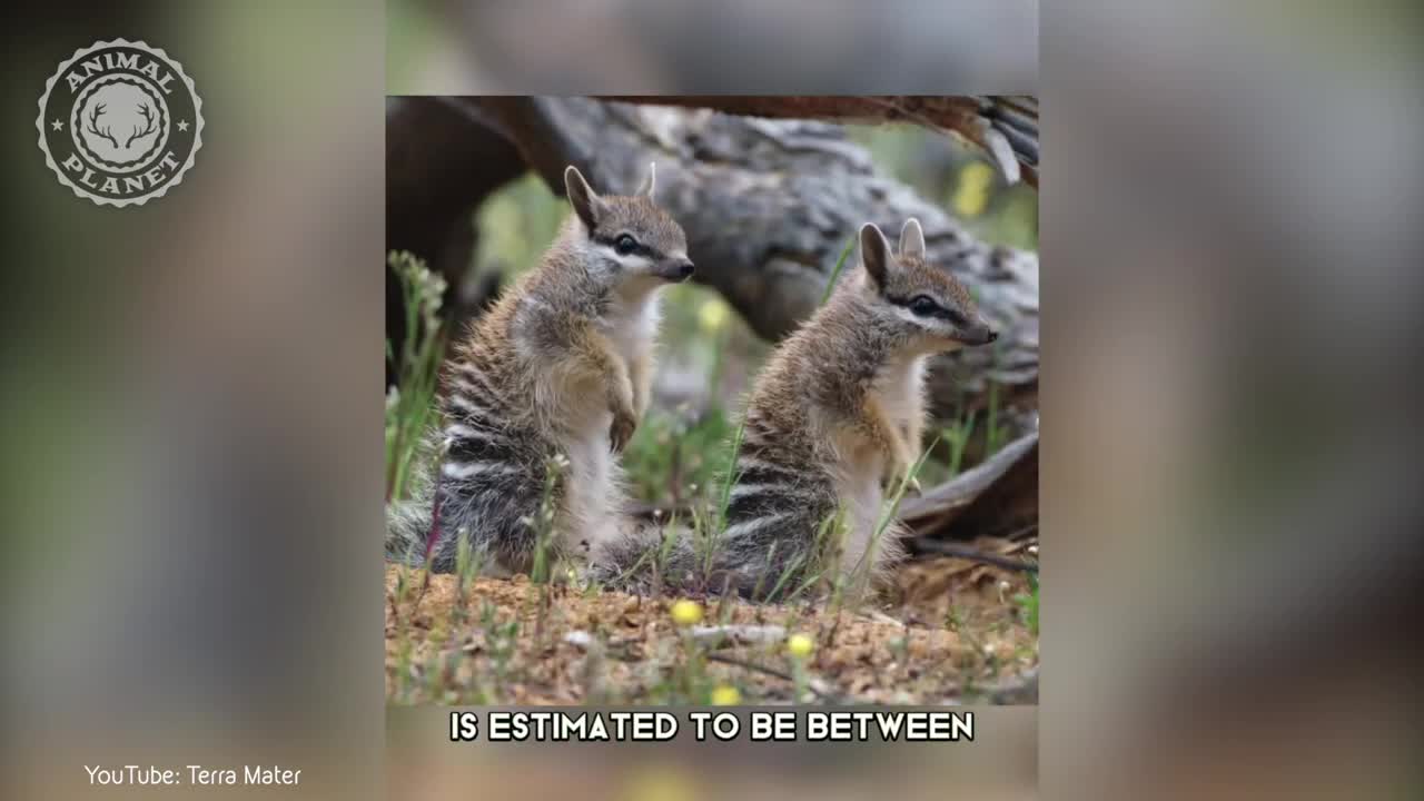Numbat - In 1 Minute! ?? One Of The Rarest Animals In The Wild | Animal Planet Videos