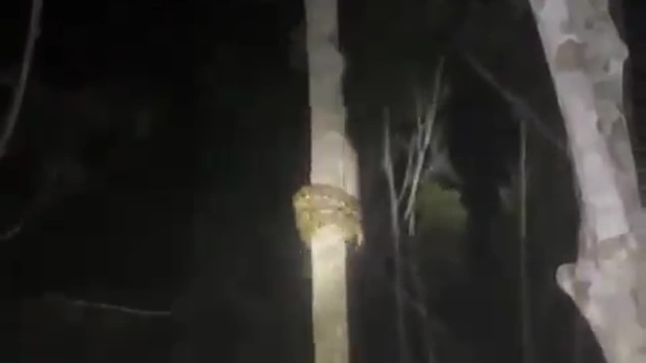 Snake Climbing Tree