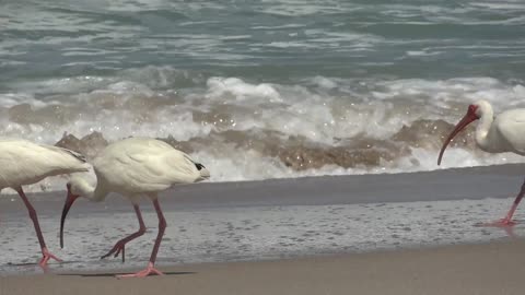 Ocean Birds