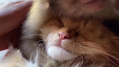 monkey and cat