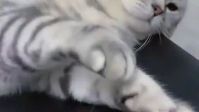 The Cat Having More Fun With The Hand