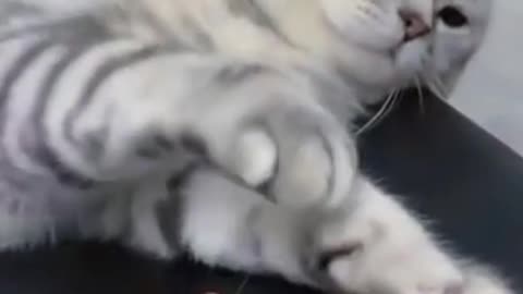 The Cat Having More Fun With The Hand