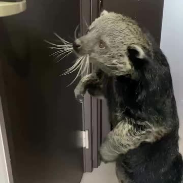 Binturong or Cat bear 😍