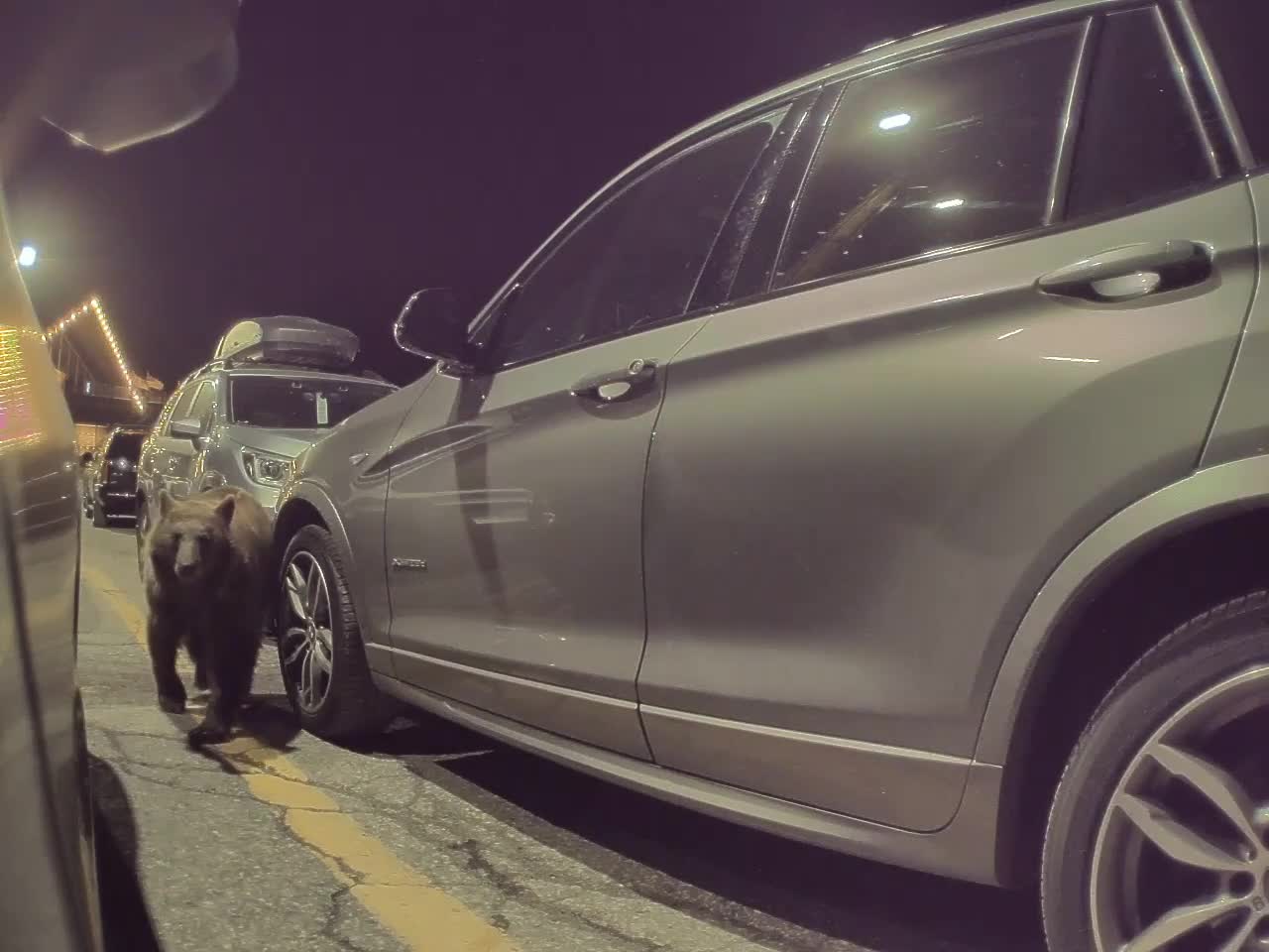 Bear Caught Trying to Open Car Door