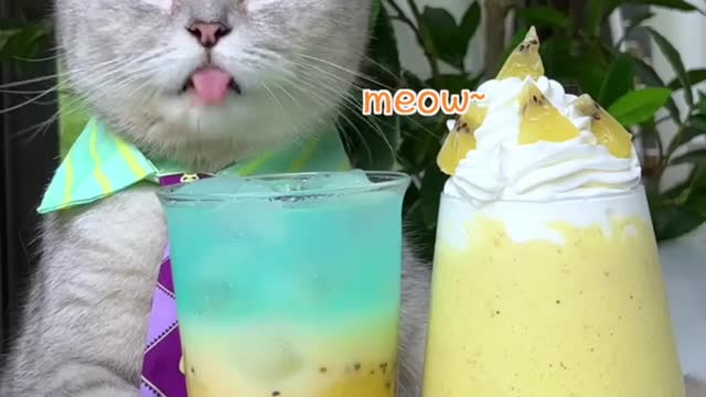 2 Ways Of Making Iced Kiwi Juice，Don't Miss😉🥝😺 | Chef Cat Cooking