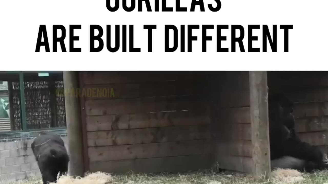 Gorillas are built different