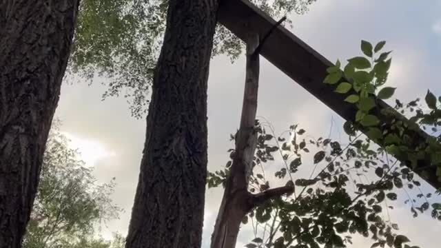 Cat Uses Dad's Rescue Ramp to Descend Tree