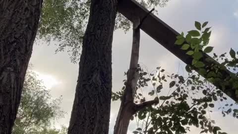 Cat Uses Dad's Rescue Ramp to Descend Tree