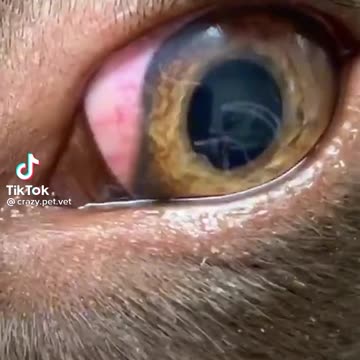 VET NOTICES PARASITIC WORMS IN DOG