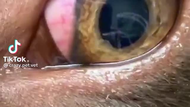 VET NOTICES PARASITIC WORMS IN DOG
