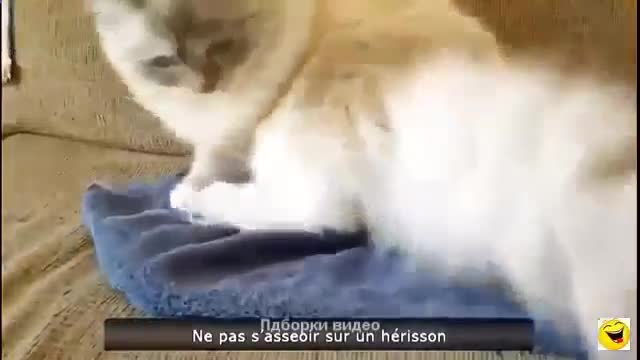 funny animals video