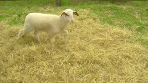 Schafe lustig bääähhh Bauernhofgeräusche - Schaf, Lamm, Schafbock, die ganze Meute