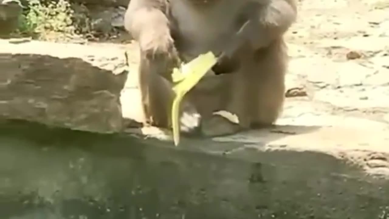 Cute and funny animals video compilation 😂😂😂 part- 2