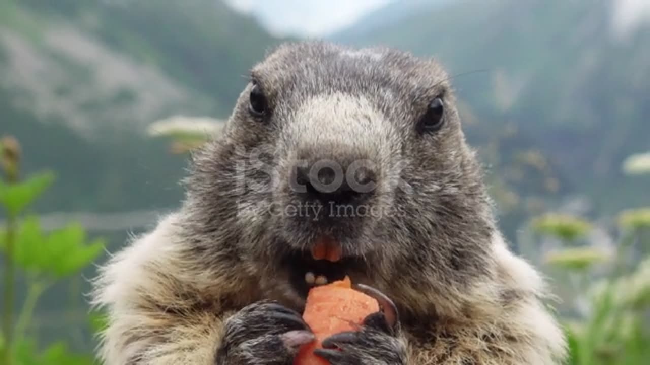 Marmot eating carrot on the background of Furkapass