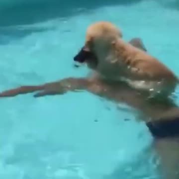 Funny Golden Retriever Puppy on Board in Swimming Pool shorts_1080p