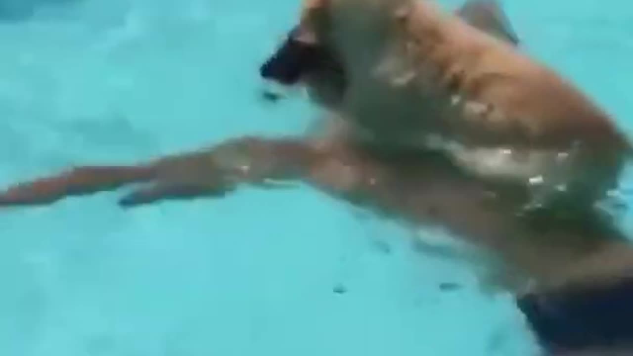 Funny Golden Retriever Puppy on Board in Swimming Pool shorts_1080p