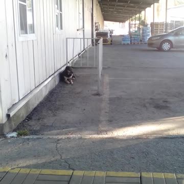 a lonely dog ​​is waiting for its master