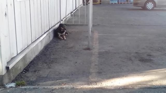 a lonely dog ​​is waiting for its master