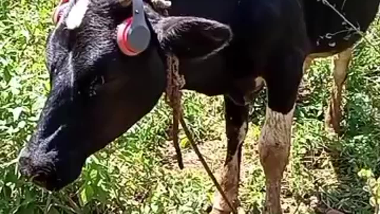 Dancing cow