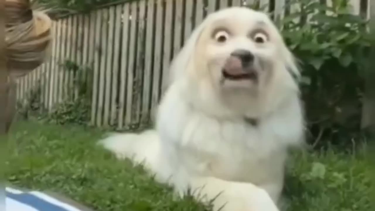 Animal funny video