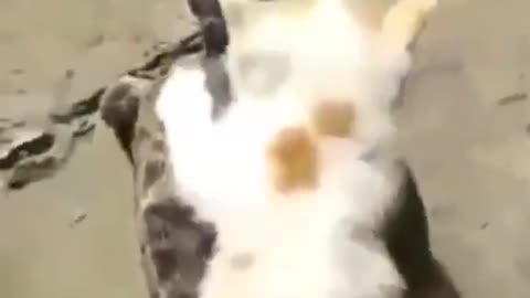 Cat enjoying a ride on turtle's back #shorts #viral #shortsvideo #video