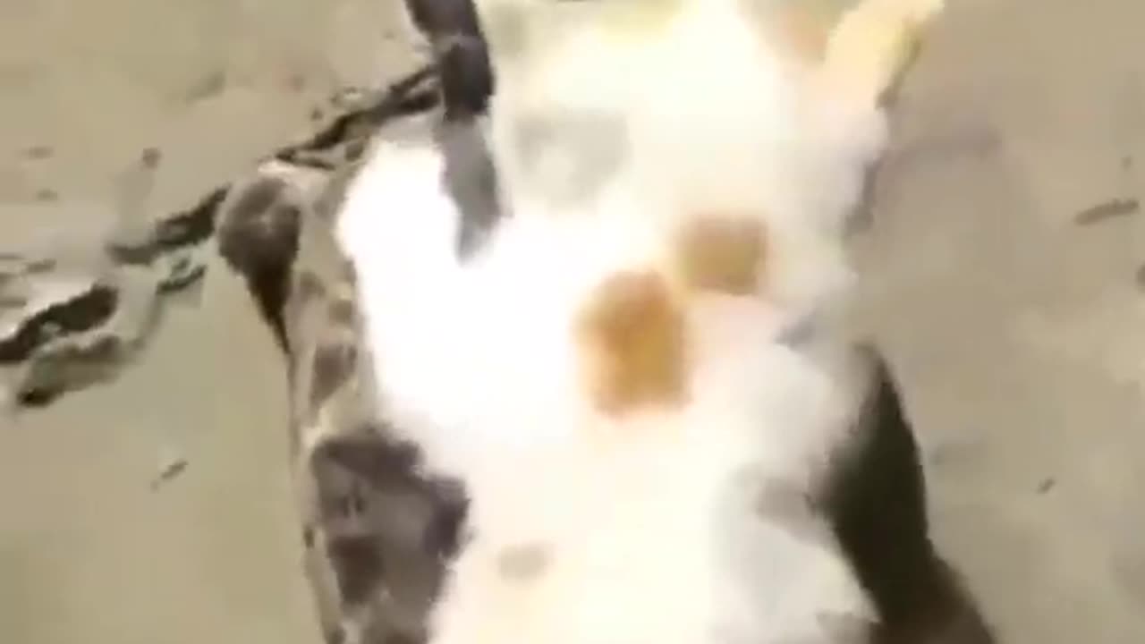 Cat enjoying a ride on turtle's back #shorts #viral #shortsvideo #video