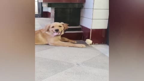 New Funny Videos 2024 😍 Cutest Cats and Dogs 🐱🐶 Part 144