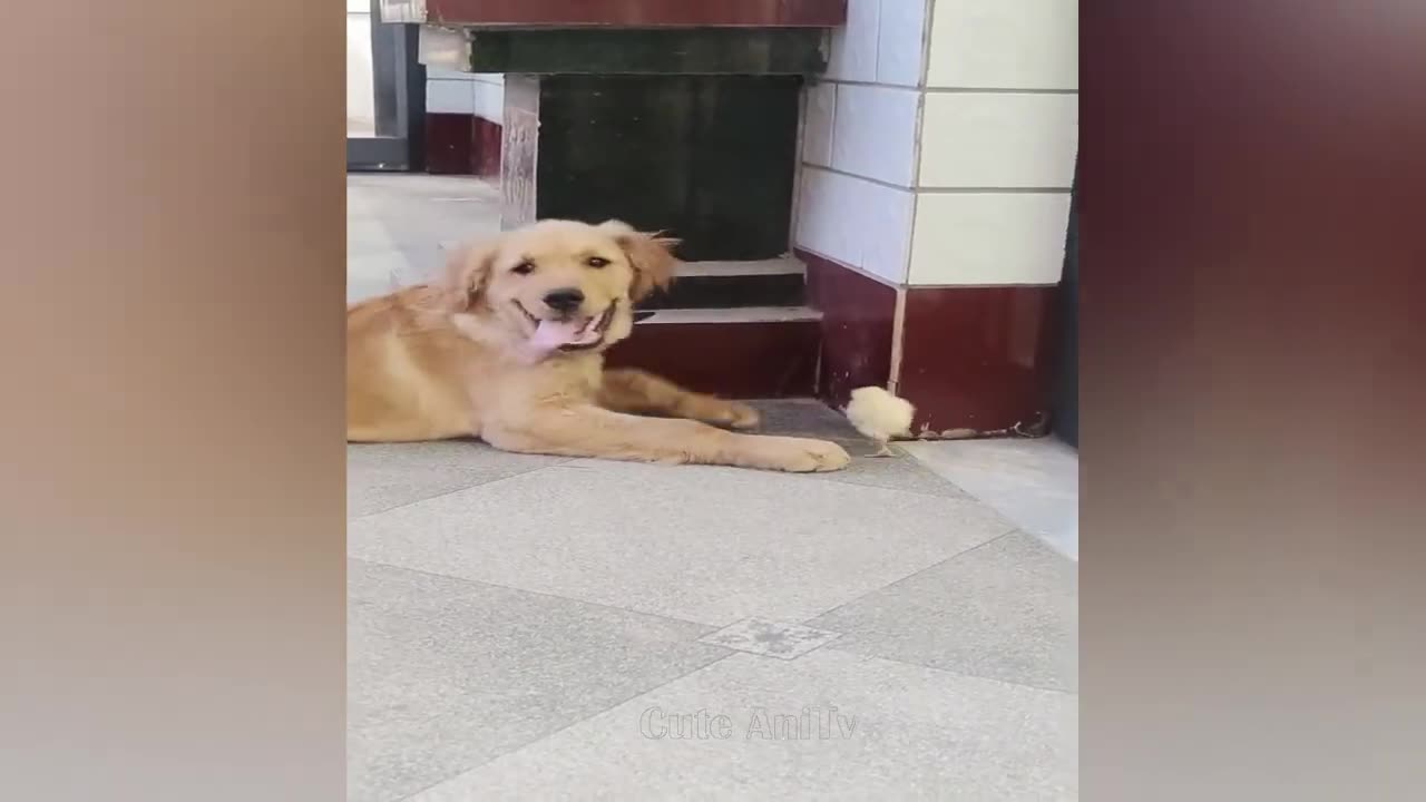 New Funny Videos 2024 😍 Cutest Cats and Dogs 🐱🐶 Part 144