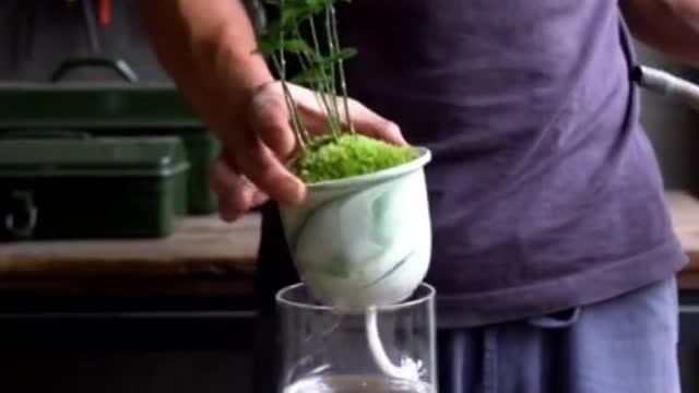 It can be watered once for a week