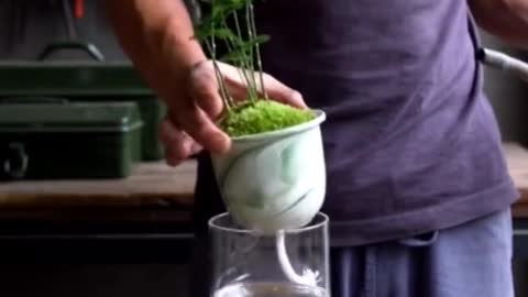 It can be watered once for a week