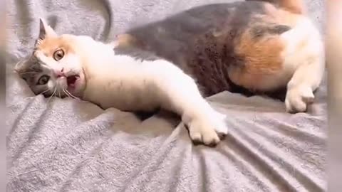 Dog funny video