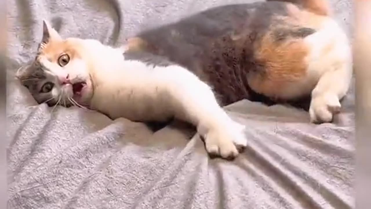 Dog funny video
