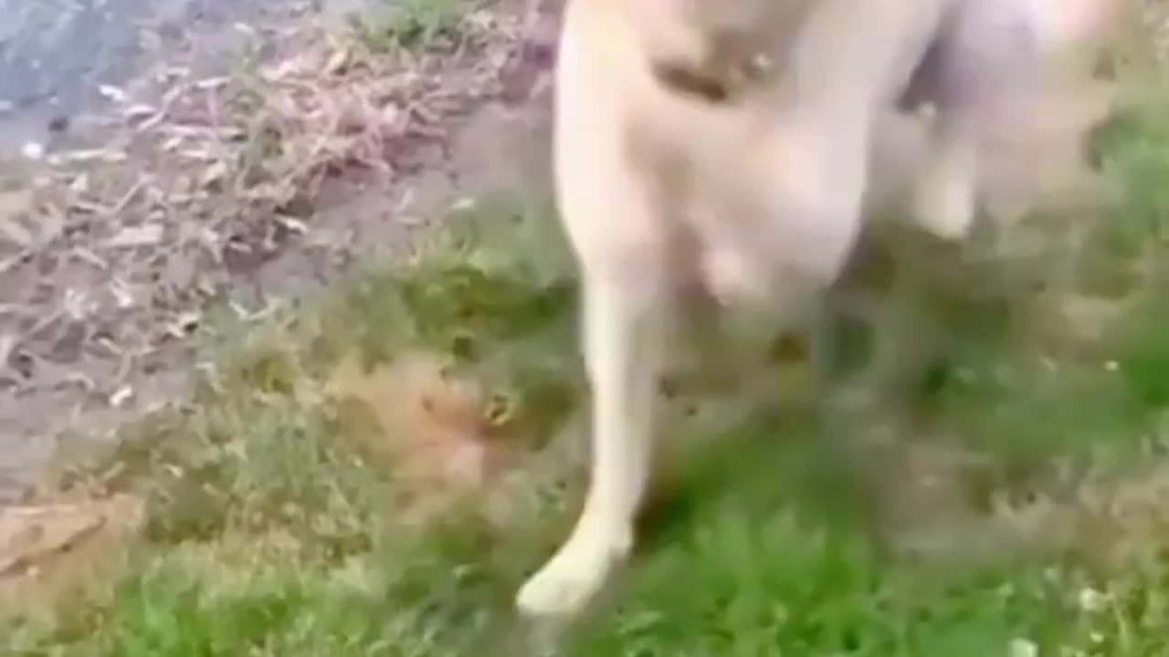 Dog funny