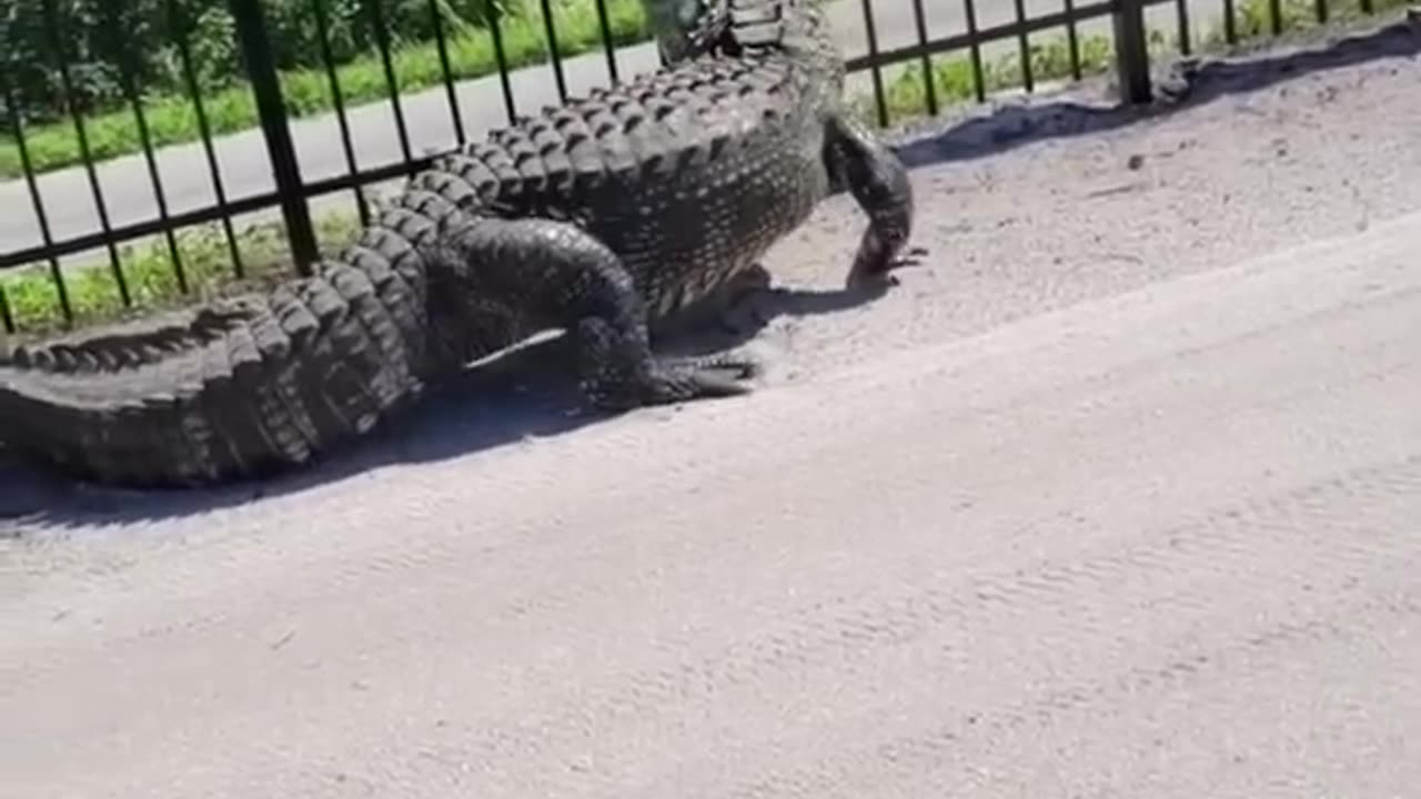 Giant Alligator Bends Metal Fence While Forcing Its Way Through