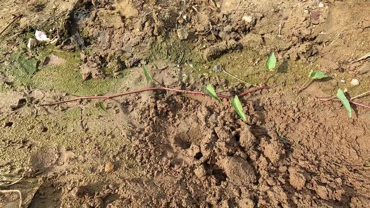 Amazing Catching Turtles in the Nest and Fishing Betta fish Lobster in a lake near the village-8