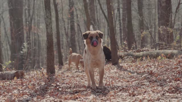 Dogs walking in the woods.