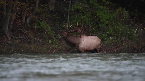 Elk Bugle Sound