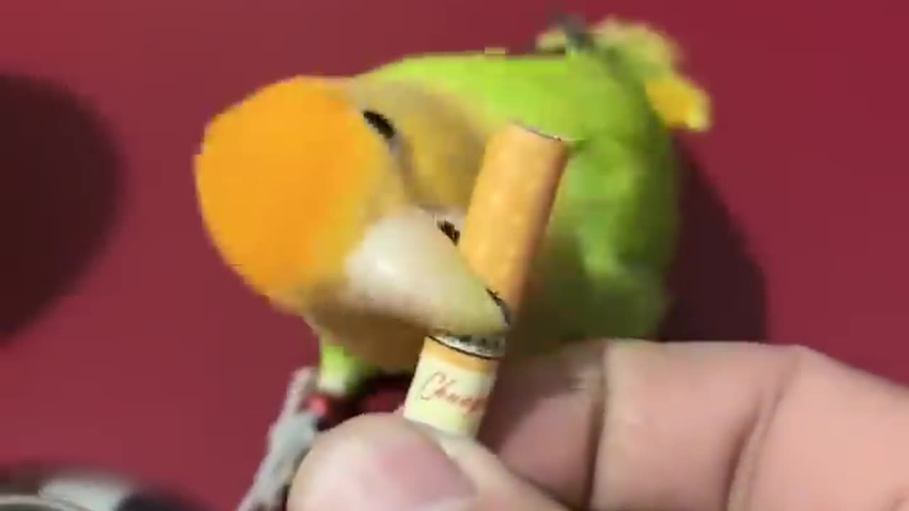 Wow 😲 Very Cool , Smart Little Bird , Smart Parrots Video #trainingbird