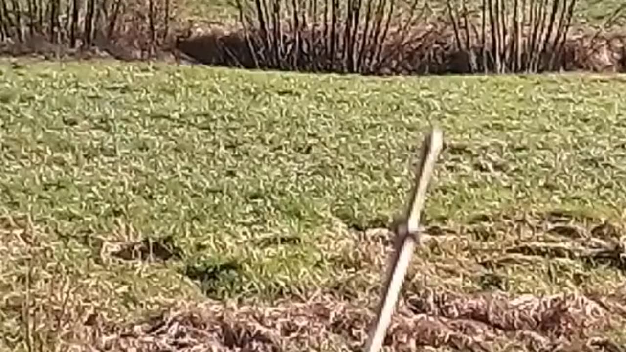 Adorable Little Girl Playing with Cute Cat in the Garden