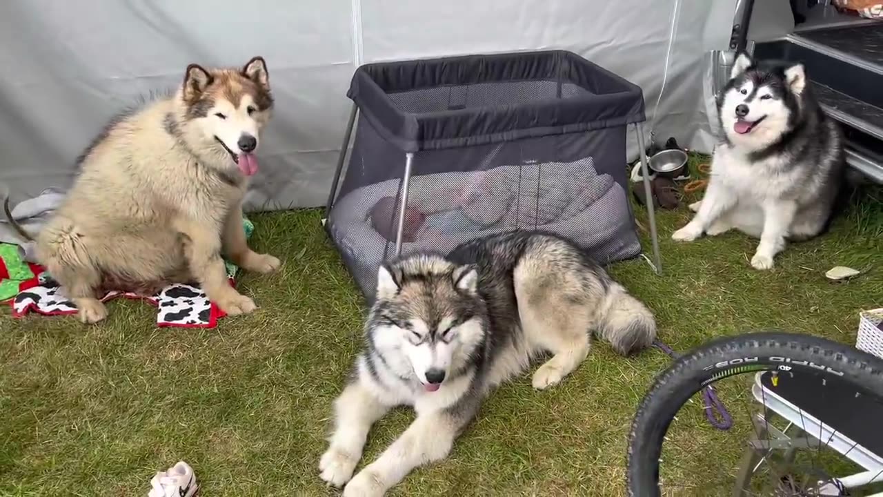 Baby And Puppy Growing Up Together!