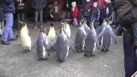 Penguin Walk - Zoo Basel