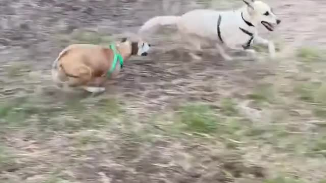 Two Dogs Chasing Each Other Accidentally Knock Down Kid