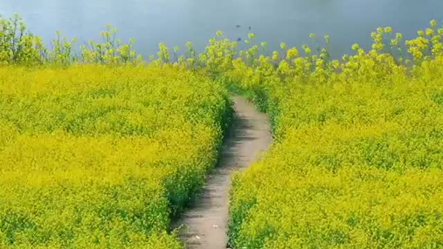 Dogs chasing butterflies in flowers