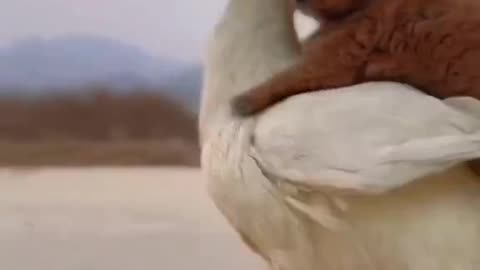 "Heartwarming Moments: Animals Being Incredibly Friendly"