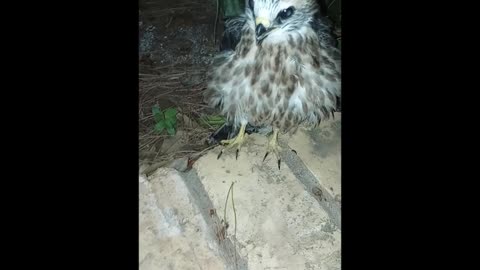 𝓗𝓮𝓵𝓹𝓲𝓷𝓰 𝓪 𝓑𝓪𝓫𝔂 𝓜𝓲𝓼𝓼𝓲𝓼𝓼𝓲𝓹𝓹𝓲 𝓚𝓲𝓽𝓮 🦅