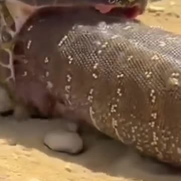 Dangerous black cobra release biggest lizard