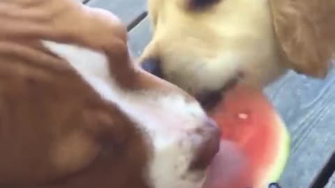 Hahaha so funny doggos