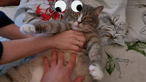 🤣 Funniest 🐶 Dogs and 😻 Cats - Awesome Vip9x Videos 😇