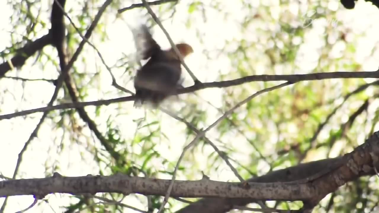 IT'S LIKE THIS!! THE LIFE OF FORESTFOCKS IN THE WILD