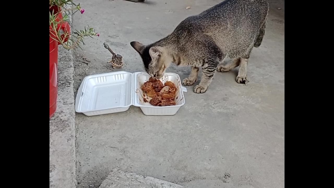 A Hungry Cat